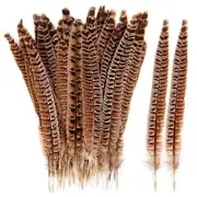 24pcs Ringneck Pheasant Tails Feathers Natural Feathers 20 8-10inch Female