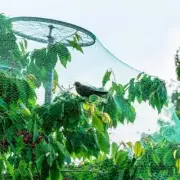 Anti Bird Net Mesh Bird-proof Net Protector Field Pest Control Best D6L5