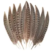 5pcs Pheasant Feather 10-12inch 25-30cm Natural Male Ringneck Tails Feathers