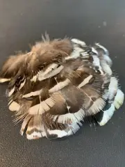 50pcs Amherst Natural Pheasant Feathers 5cm DIY Art Craft Jewellery Fly Tying