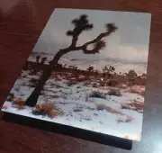 Joshua Tree Nature Wall Art - Metal Print - Ready to Hang - 8" x 10" Photo