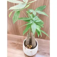 在飛比找蝦皮購物優惠-樂宅多肉🌵馬拉巴栗（可加購小元寶或元寶兔兔）‼️ 僅面交可選