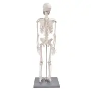 85cm Human Skeleton Model With Stand Biological Experiment Tool Accessory.