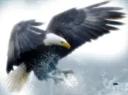 Rogue River Tactical American Bald Eagle Flying Kitchen Glass Cutting Board P...