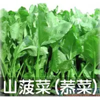 在飛比找蝦皮購物優惠-【全館590免運】耐熱山菠菜(農友菾菜 茉菜 茄末菜.加目菜