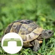 Turtle Basking Platform Large Floating Accessories Tank Decorations