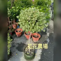 在飛比找蝦皮購物優惠-初花農場|斑葉三角榕|8寸盆|林木植物---定價1800特價