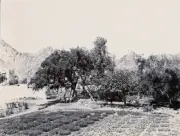 Small and only cultivated bit Muscat Oman OLD PHOTO