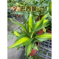 在飛比找蝦皮購物優惠-霏霏園藝班葉巴西鐵樹一棵160元原價240元