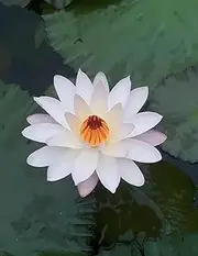 Beautiful White Lotus Flower Notebook: 120 Pages, Large 8.5 x 11 inches, College Ruled Lined Paper |Book with Lines for Journaling and Writing