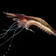 zolyet 1PC 180mm PVC Artificial Fishing Lure Soft Bait Fishing Tackle Shrimp Shaped Fish Baits Simulation Prawn Lures with Hook Noctiluce Luminous Night Glow Bead Color Random