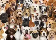 Peter Pauper Press Jigsaw Puzzle 1000 Pieces - All The Dogs 333919
