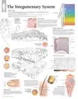 Integumentary System Paper Poster, Scientific Publ