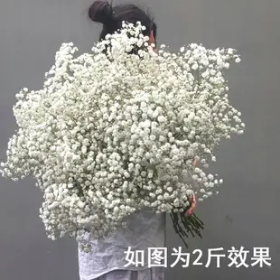 大束天然滿天星干花花束批發客廳裝飾擺件真花插鮮花勿忘我論斤賣