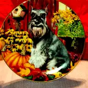 Autumn delight / Christopher Nick~Schnauzer lovers