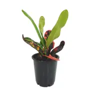 70mm Croton Mammy - Codiaeum variegatum
