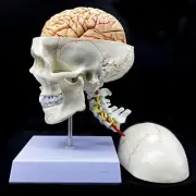Human Skull with Brain and Cervical Vertebra Anatomical Model Life-Size Anato...