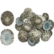 Mexican Green Limpet Bulk Seashells .5-1" Shells in Bag .25 Kilo
