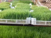 10 Large Multipurpose wheatgrass sprouting fodder garlic storage tray stackable