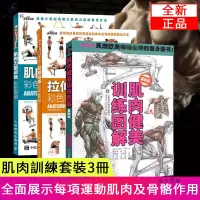 在飛比找蝦皮購物優惠-【正版】肌肉力量訓練 拉伸訓練彩色圖譜 肌肉健美訓練圖解 健