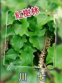 在飛比找Yahoo!奇摩拍賣優惠-【紅樹林】川七苗/爬藤植物/最補的野菜,食用觀賞兩相宜~裸根