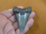 (S273-8) big 3-1/8" Fossil MEGALODON Shark Tooth Teeth JEWELRY love sharks