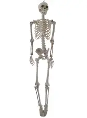 Life Size Hanging Skeleton Halloween Decoration