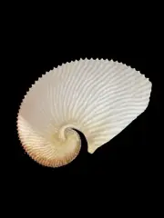 Sea shells Argonauta argo 164mm. Aquarium Decoration Products