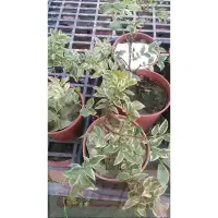 在飛比找蝦皮購物優惠-花田厝-水果苗_斑葉樹葡萄(嫁接苗)_5吋盆高20-30cm