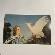 Cockatoo Shows Plumage Parrot Jungle Miami FL Florida Vintage Postcard