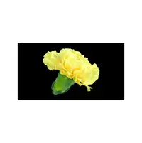 在飛比找PChome商店街優惠-SD,HD,2K,4K,影片素材:71202 康乃馨 黃色花