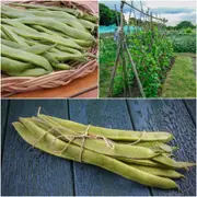 Bean Climbing - Cherokee Trail of Tears seeds