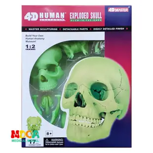 4D MASTER 益智拼裝玩具 原色彩色螢光色人體頭骨器官解剖模型 醫學教學模型
