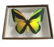 BUTTERFLY FRIDGE MAGNETGlow Green - Gacha/ Gashapon Capsule Toy Japan
