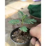 【塊根英雄】沙漠蘇木種子 (SENNA MERIDIONALIS) /豆科/塊根植物