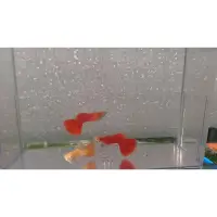 在飛比找蝦皮購物優惠-【奕之漁】（特價）活體飼料  孔雀魚 全紅白子  觀賞魚