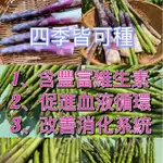 【蘆筍種根】   來年生蘆筍苗根  蘆筍苗種植   食用蔬菜  陽臺菜園  家庭蔬菜紫  四季蘆筍苗  蘆筍   蘆筍根