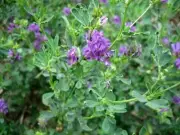 1 lb Alfalfa Seed Pasture and Deer & Wildlife Food Plot