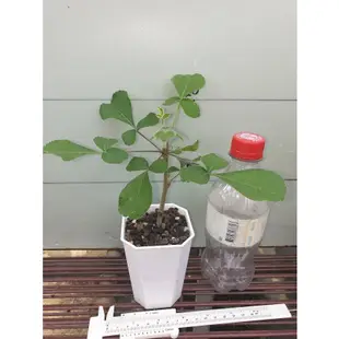 稀有沒藥Commiphora edulis300元起/株