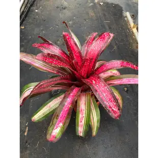 漫活雨林 Neoregelia Absolutely Fabulous /五彩積水鳳梨/積水鳳梨/雨林植物/觀葉植物