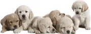 [Namly Design] Wallsticker - Labrador Puppies / 02