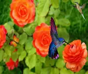 HUMMINGBIRD BUTTERFLY ROSES COMPUTER MOUSE PAD 9 X 7