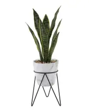 Flora Bunda 1.75ft Snake Plant in Marble Pot with Metal Stand NoSize White