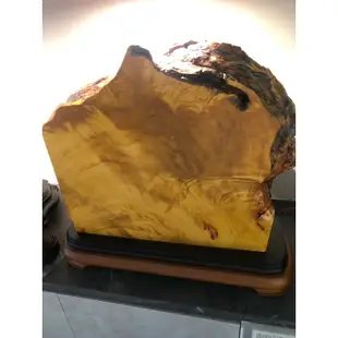 台灣黃檜樹瘤 閃花 非常重 40幾公斤含台子