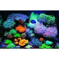 在飛比找蝦皮購物優惠-【魚樂城水族精品】【手機App+日出日落控制】鐵甲騎士Max