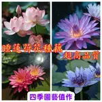 🌼🌼🌼適合新手、超級好養【睡蓮種藕根塊】迷你睡蓮根塊 遇水就活 荷花種藕苗 一根莖開三朵蓮花