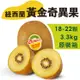 免運!【水果狼】紐西蘭Zespri 黃金奇異果金圓頭 18-22顆 / 原裝箱 18-22顆