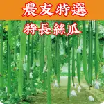 特長絲瓜 SPONGE GOURD (SV-305) 菜瓜 【蔬菜種子】農友種苗 特選 種子 每包約6粒