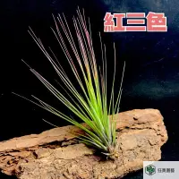 在飛比找蝦皮購物優惠-［狂買園藝］ 空氣鳳梨 紅三色 Tillandsia 懶人植