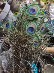 20 pcs Real Natural Peacock Tail Eyes Feathers 12-15 Inches USA
